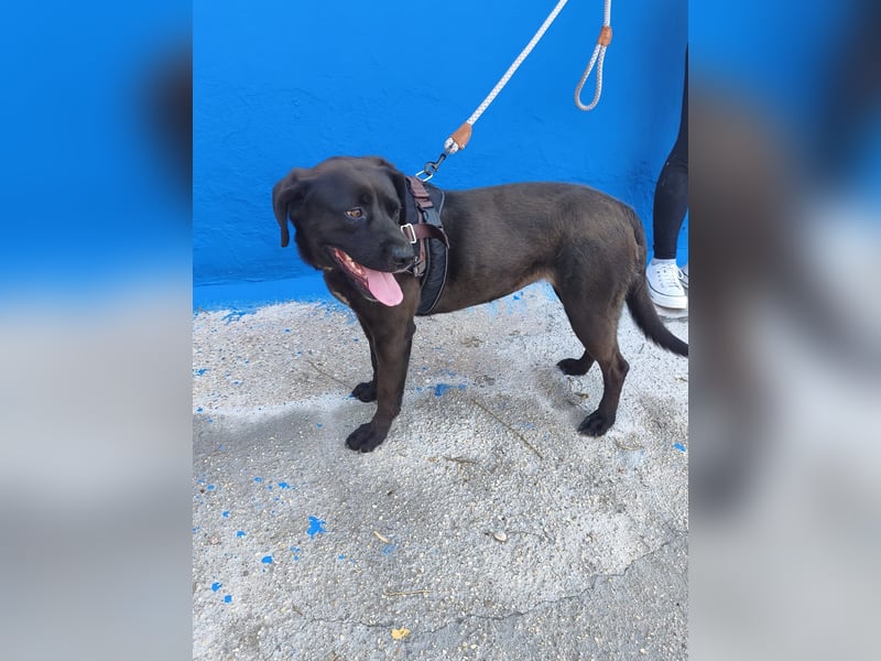Kuma - liebe Labrador-Seele sucht ihr Für-immer-Zuhause