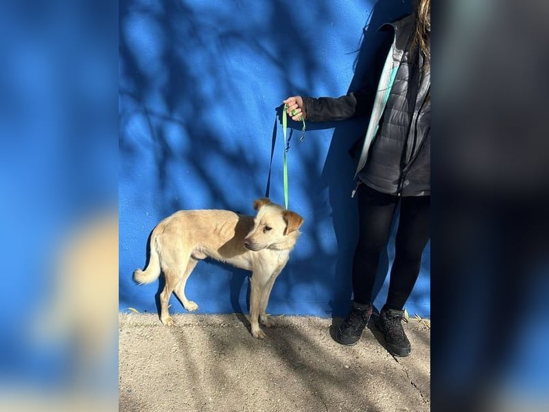 Notfall Edu- er leidet im Tierheim