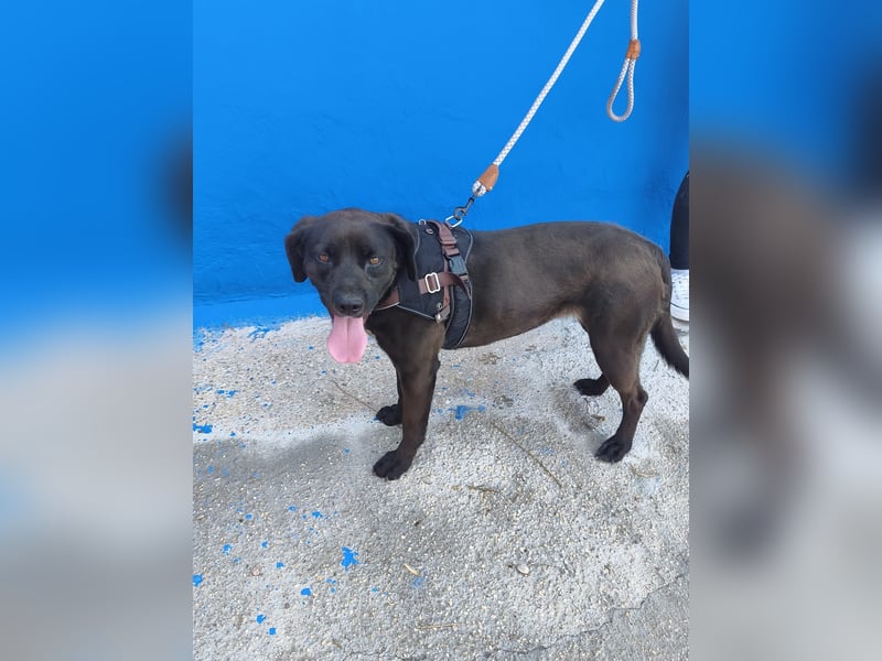 Kuma - liebe Labrador-Seele sucht ihr Für-immer-Zuhause