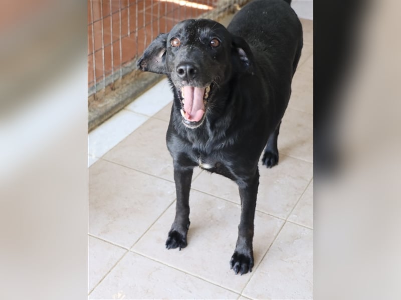 Grinsebacke LORA (Hündin) sucht eine Familie!