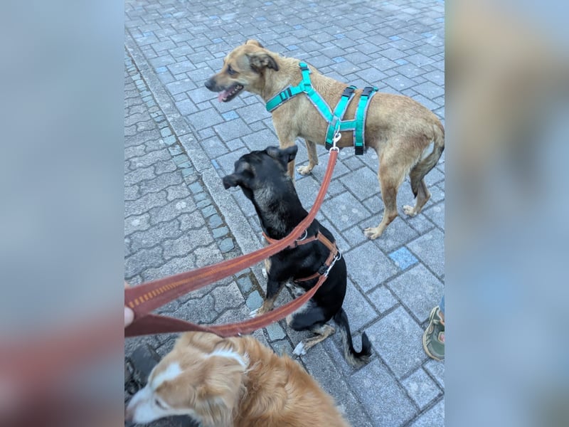 Sensibler und kuscheliger Mischlingsrüde PINO sucht ein Zuhause!