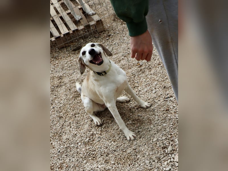 Grinsebacke TINE sucht eine Familie!