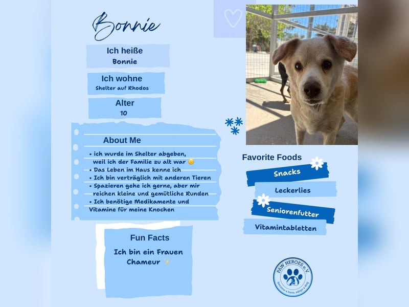 Gemütlicher und super freundlicher Hundeopi BONNIE sucht eine Familie