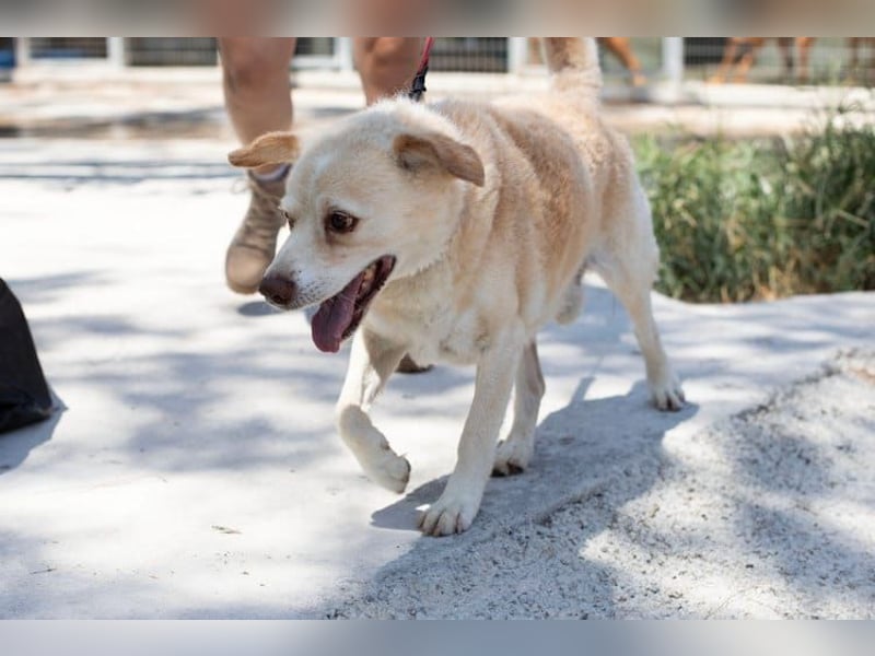 Gemütlicher und super freundlicher Hundeopi BONNIE sucht eine Familie