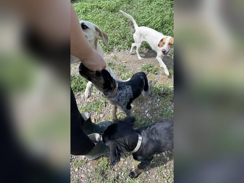 Wunderhübscher und ruhiger Grieche NERO (1 Jahr) sucht eine Familie (Frankfurt)