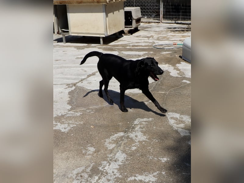 Grinsebacke LORA (Hündin) sucht eine Familie!