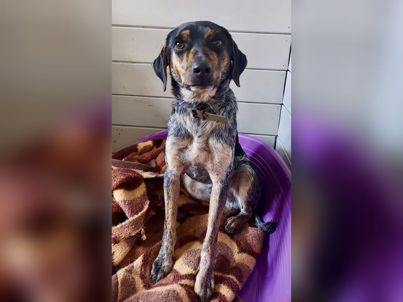 Wunderhübscher und ruhiger Grieche NERO (1 Jahr) sucht eine Familie (Frankfurt)