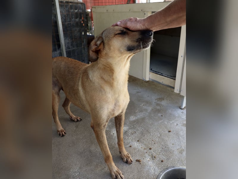 Schmusebär PINO sucht eine eigene Familie!