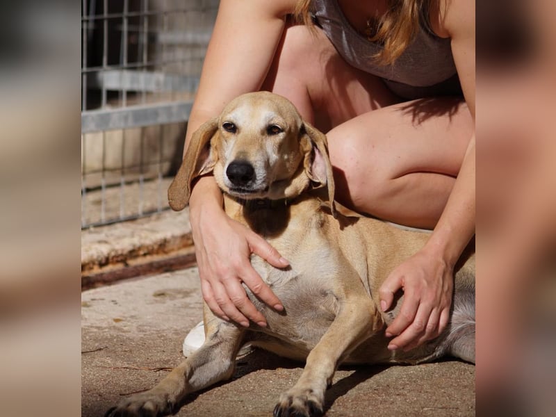 Sonnenschein auf vier Pfoten EMELY sucht eine Familie!
