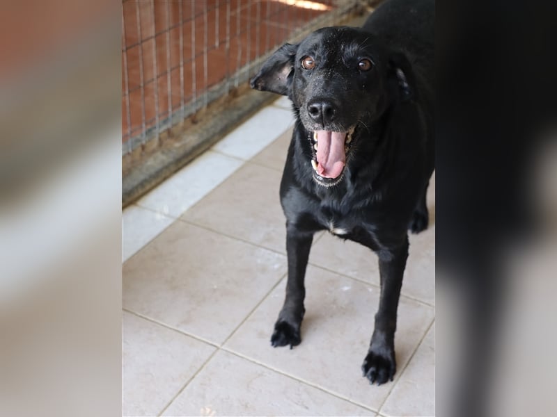 Grinsebacke LORA (Hündin) sucht eine Familie!