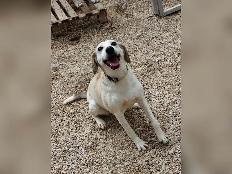 Grinsebacke TINE sucht eine Familie!