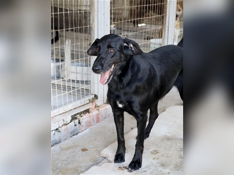 Grinsebacke LORA (Hündin) sucht eine Familie!