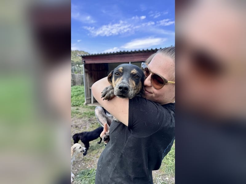 Wunderhübscher und ruhiger Grieche NERO (1 Jahr) sucht eine Familie (Frankfurt)