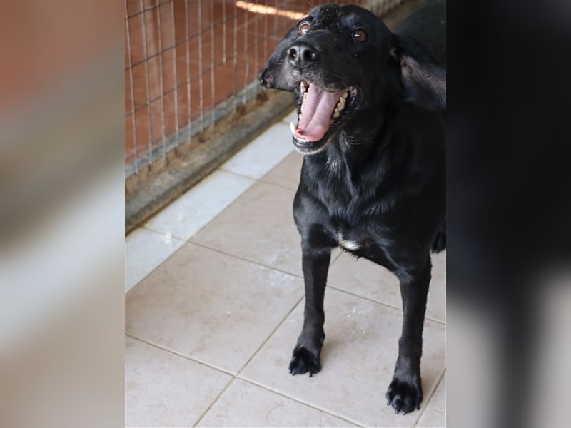 Grinsebacke LORA (Hündin) sucht eine Familie!