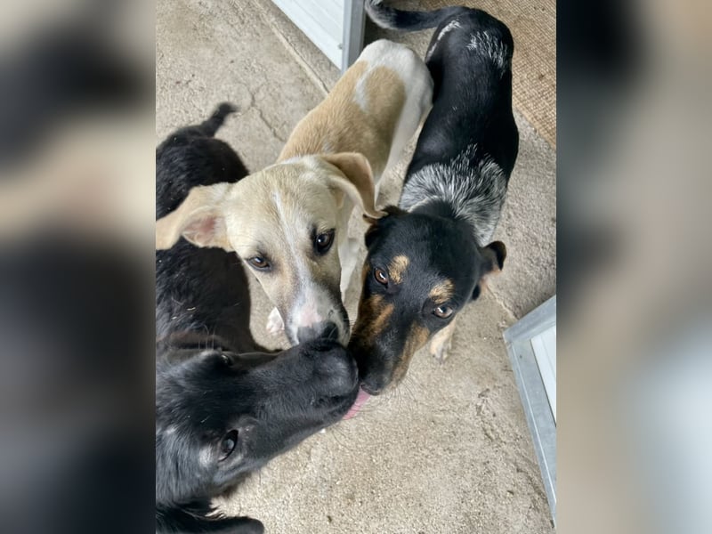 Wunderhübscher und ruhiger Grieche NERO (1 Jahr) sucht eine Familie (Frankfurt)