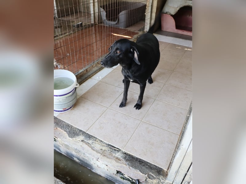 Grinsebacke LORA (Hündin) sucht eine Familie!