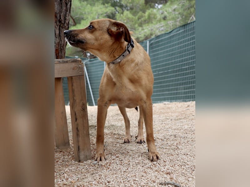 Schmusebär PINO sucht eine eigene Familie!