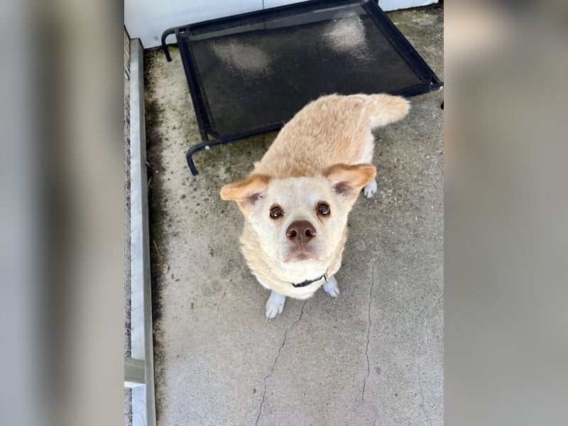 Gemütlicher und super freundlicher Hundeopi BONNIE sucht eine Familie