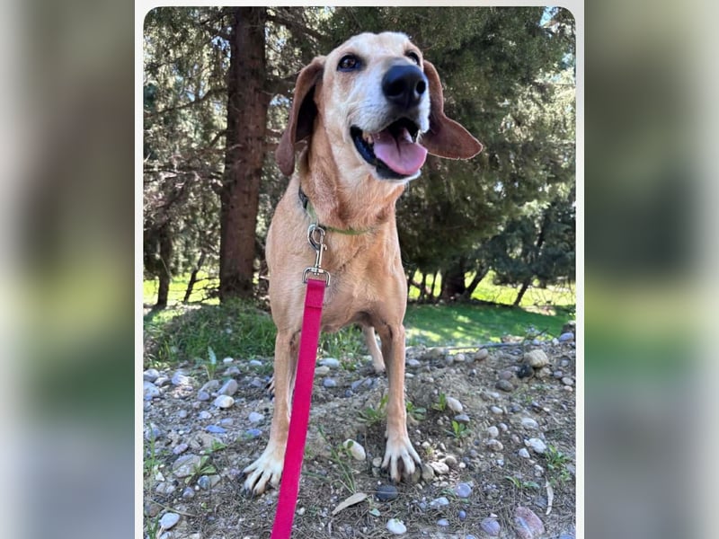 Sonnenschein auf vier Pfoten EMELY sucht eine Familie!