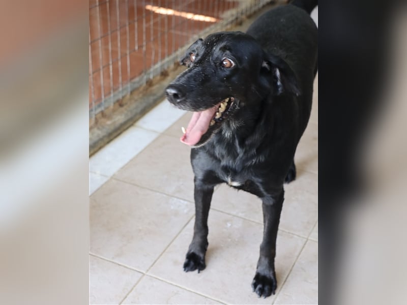 Grinsebacke LORA (Hündin) sucht eine Familie!