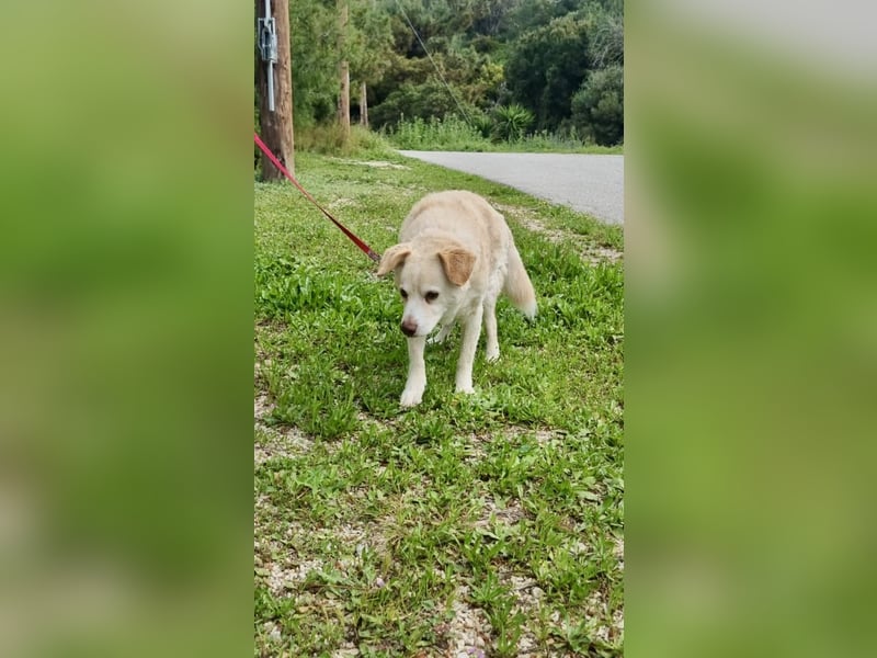 Gemütlicher und super freundlicher Hundeopi BONNIE sucht eine Familie