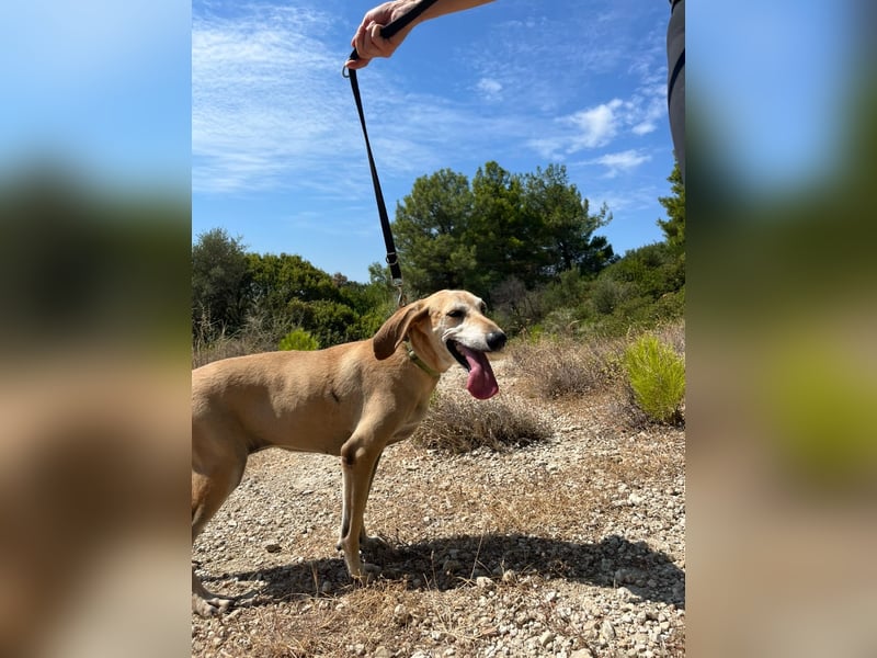 Sonnenschein auf vier Pfoten EMELY sucht eine Familie!