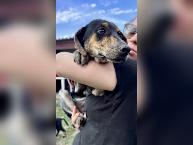 Wunderhübscher und ruhiger Grieche NERO (1 Jahr) sucht eine Familie (Frankfurt)