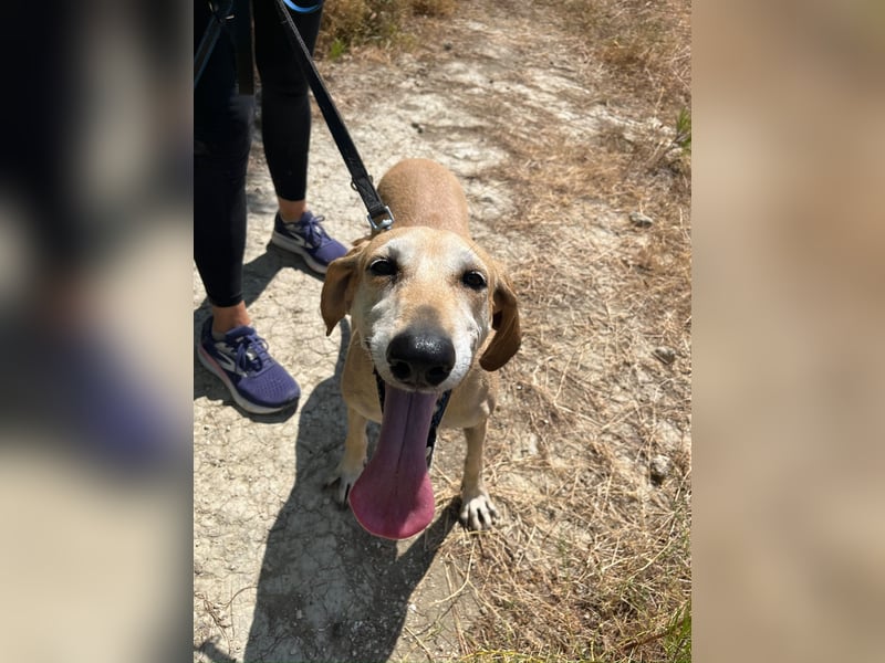 Sonnenschein auf vier Pfoten EMELY sucht eine Familie!