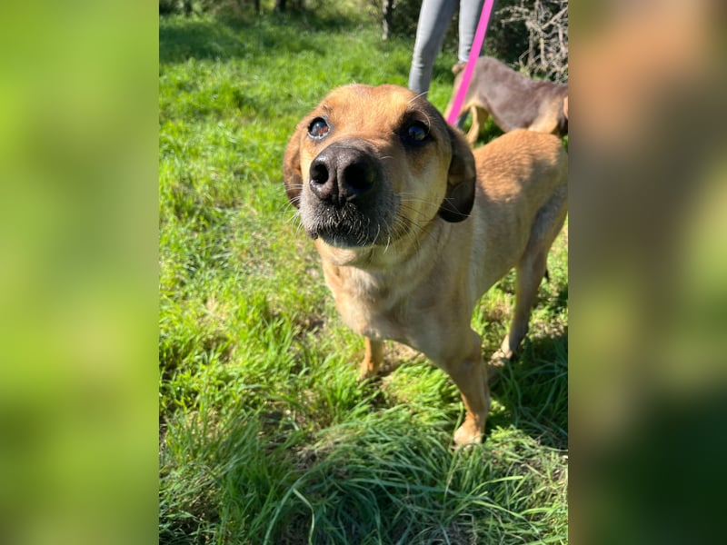 Schmusebär PINO sucht eine eigene Familie!