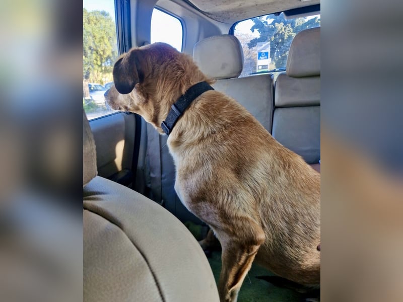 Schmusebär PINO sucht eine eigene Familie!