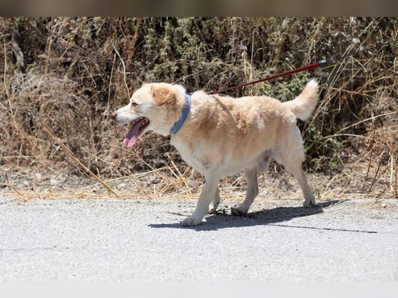 Gemütlicher und super freundlicher Hundeopi BONNIE sucht eine Familie