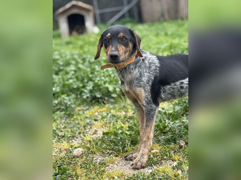 Wunderhübscher und ruhiger Grieche NERO (1 Jahr) sucht eine Familie (Frankfurt)