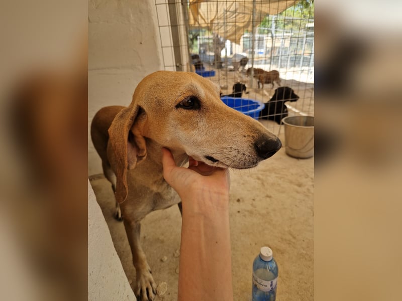 Sonnenschein auf vier Pfoten EMELY sucht eine Familie!
