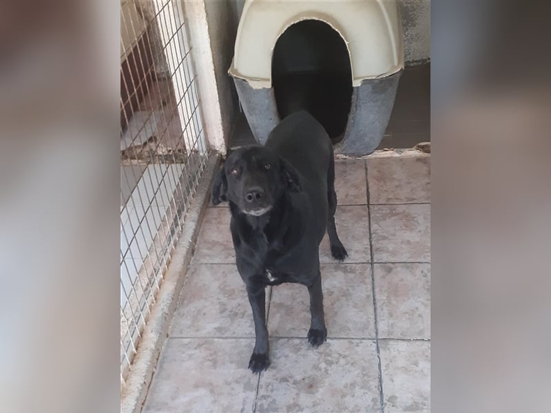 Grinsebacke LORA (Hündin) sucht eine Familie!