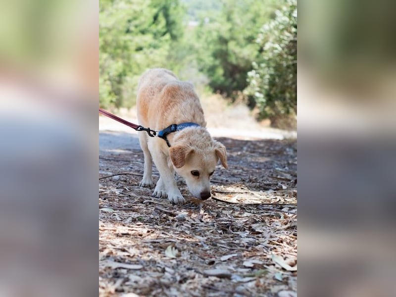 Gemütlicher und super freundlicher Hundeopi BONNIE sucht eine Familie