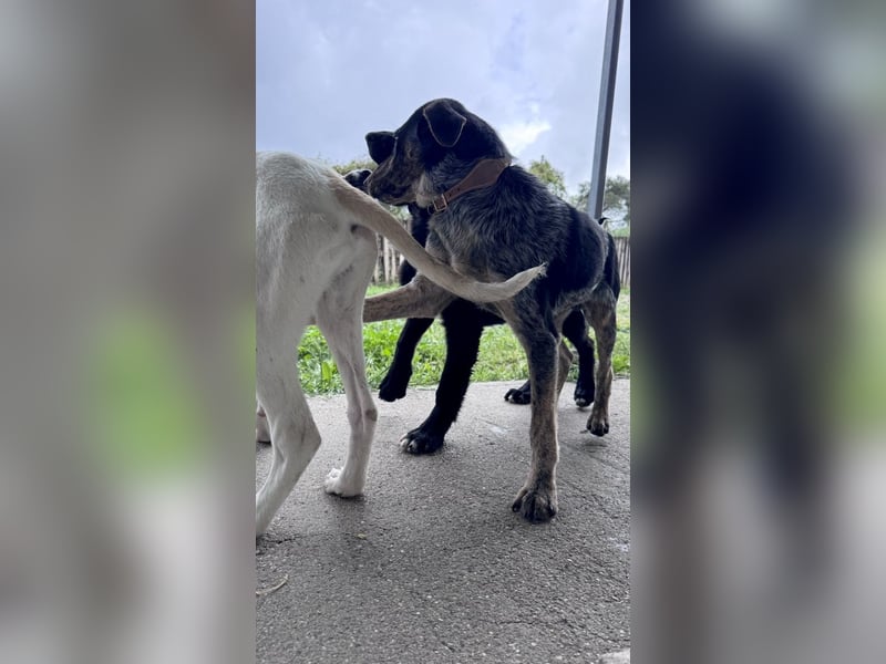 Wunderhübscher und ruhiger Grieche NERO (1 Jahr) sucht eine Familie (Frankfurt)