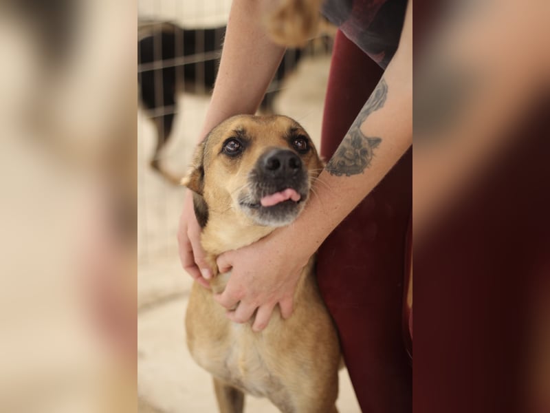 Schmusebär PINO sucht eine eigene Familie!