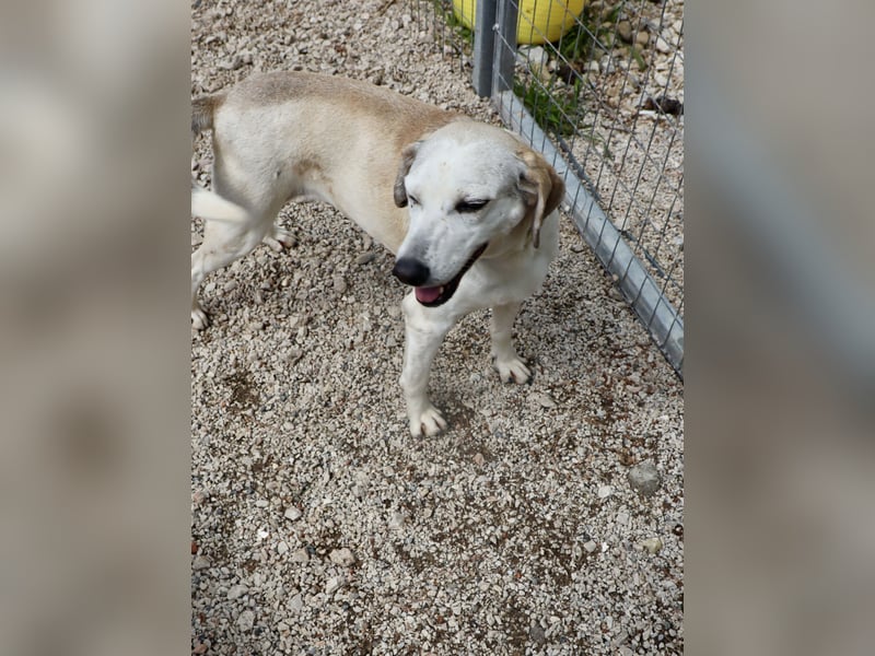 Grinsebacke TINE sucht eine Familie!