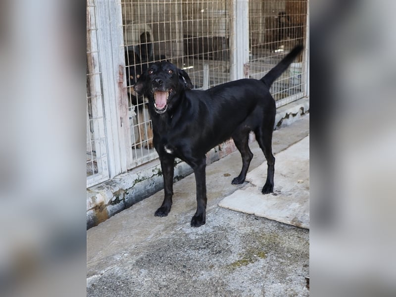 Grinsebacke LORA (Hündin) sucht eine Familie!