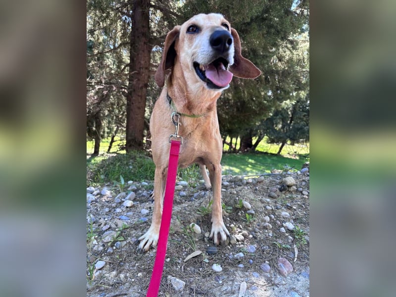 Sonnenschein auf vier Pfoten EMELY sucht eine Familie!