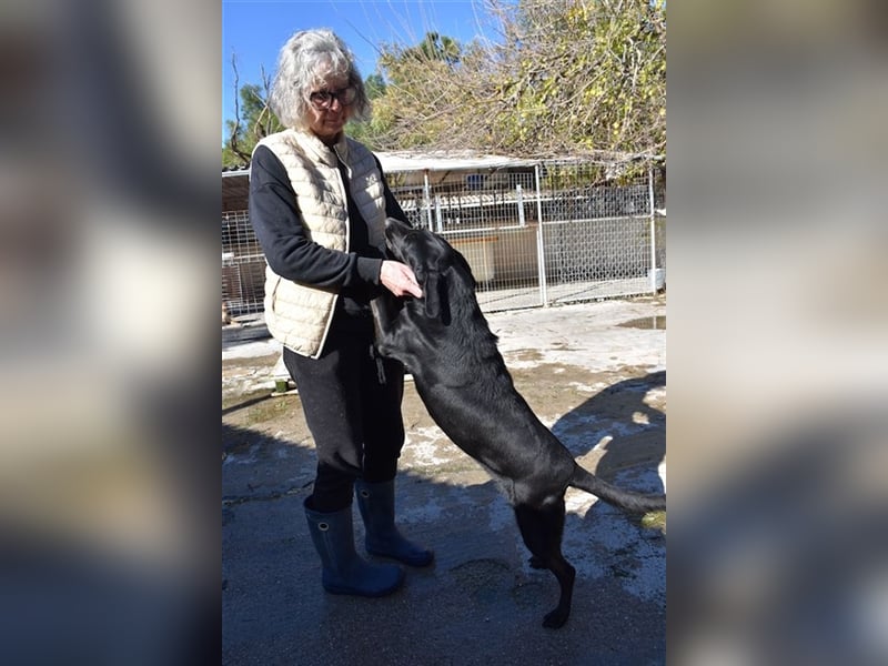 Grinsebacke LORA (Hündin) sucht eine Familie!