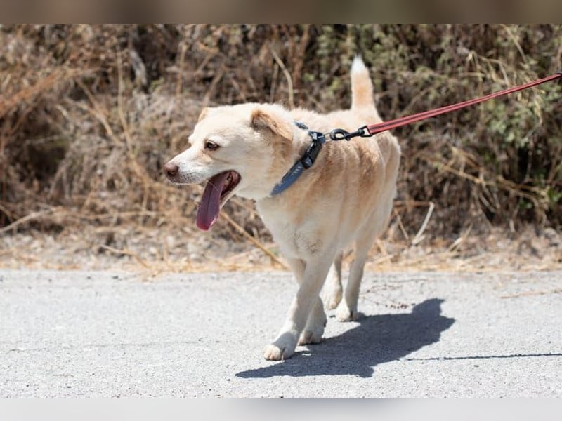 Gemütlicher und super freundlicher Hundeopi BONNIE sucht eine Familie