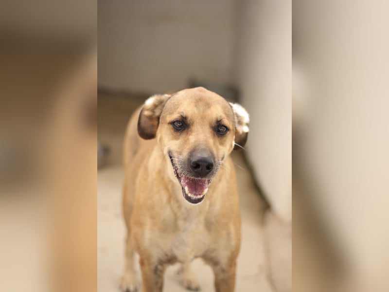 Schmusebär PINO sucht eine eigene Familie!