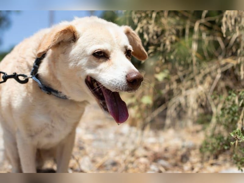 Gemütlicher und super freundlicher Hundeopi BONNIE sucht eine Familie