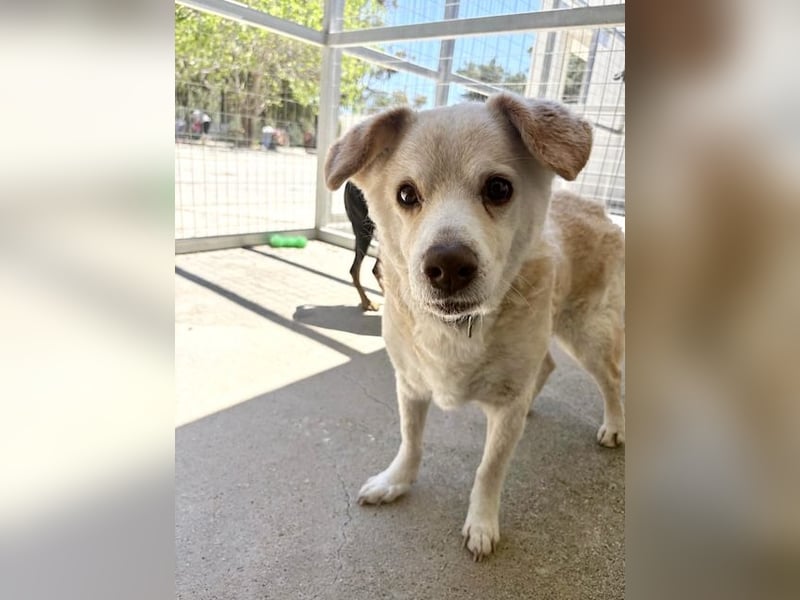 Gemütlicher und super freundlicher Hundeopi BONNIE sucht eine Familie