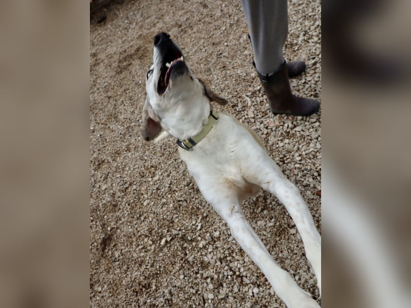 Grinsebacke TINE sucht eine Familie!