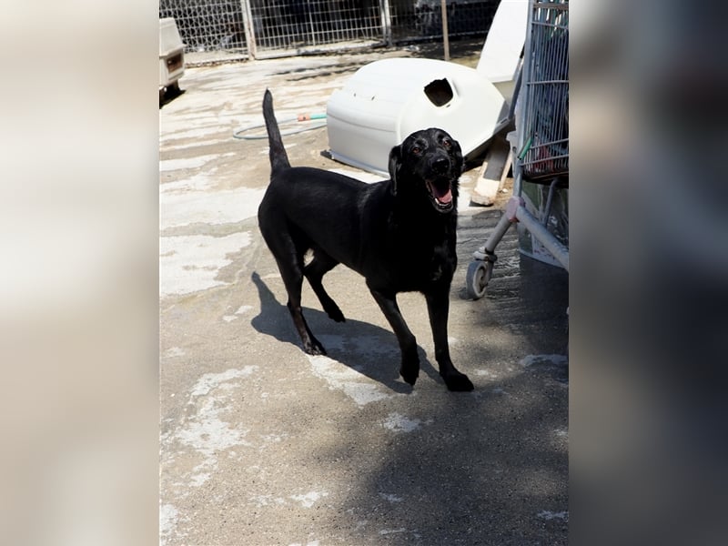 Grinsebacke LORA (Hündin) sucht eine Familie!