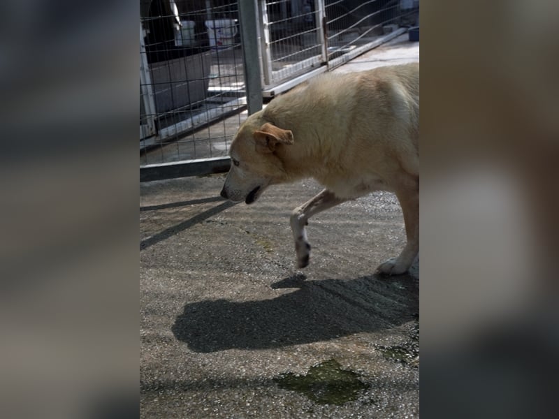Labrador Retriever Mischling SIMON sucht eine Familie!