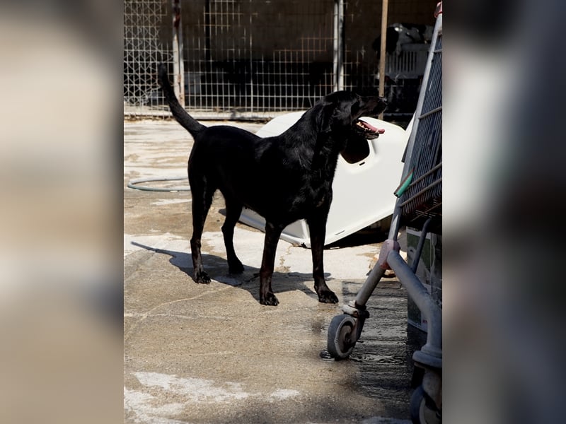 Grinsebacke LORA (Hündin) sucht eine Familie!