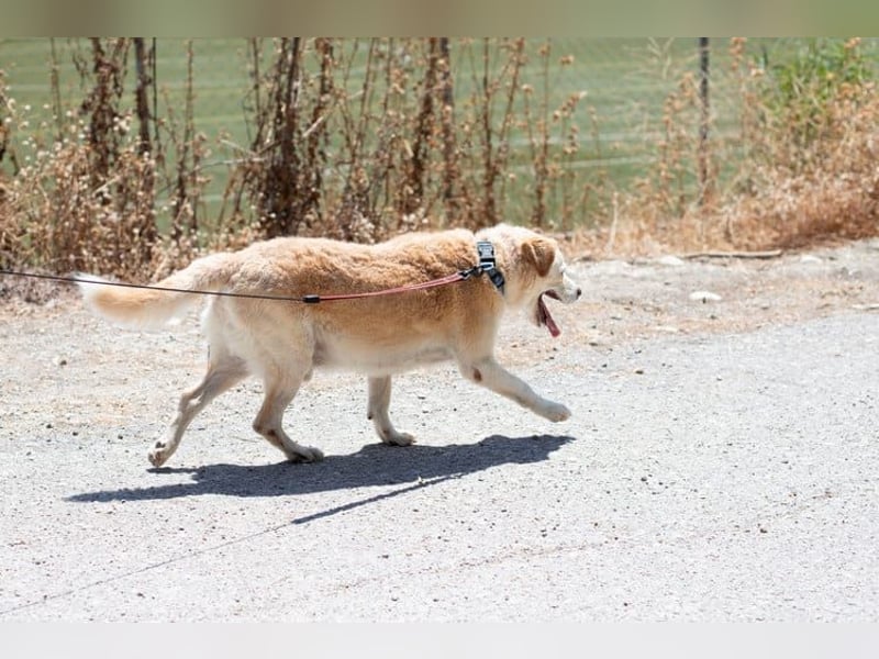 Gemütlicher und super freundlicher Hundeopi BONNIE sucht eine Familie